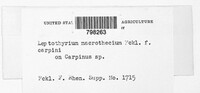 Leptothyrium macrothecium image